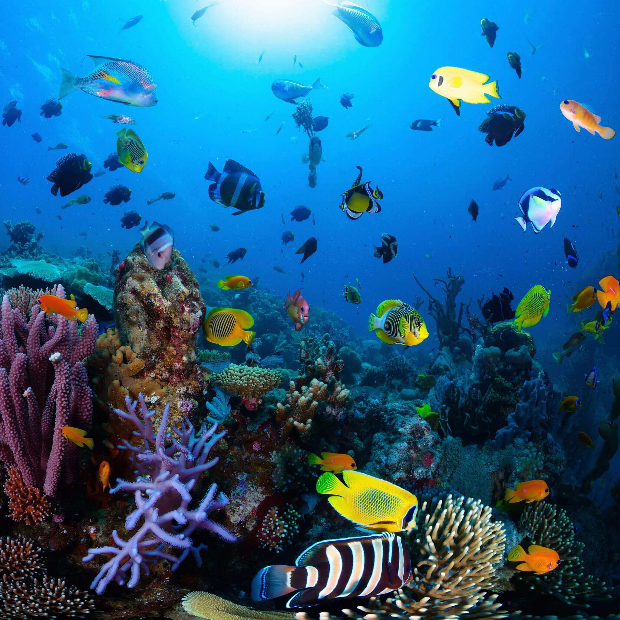 Vibrant coral reef teeming with colorful fish and sea creatures